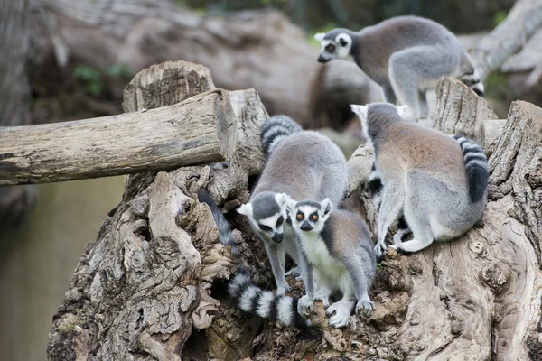 Lemur apa på ett träd — Stockfoto