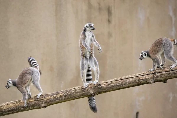 Lemur apa stående — Stockfoto