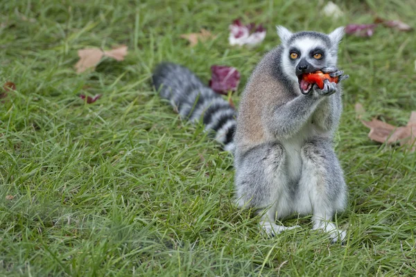 Lemur apa medan du tittar på du — Stockfoto