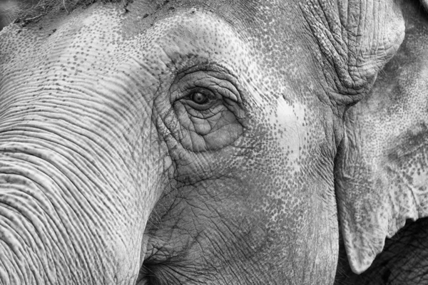 Elephant eye in black and white — Stock Photo, Image