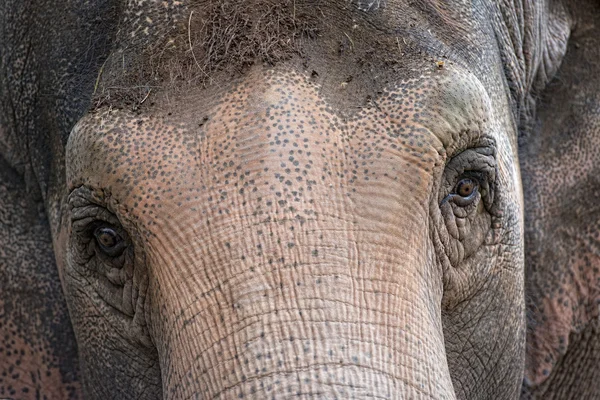 Ojo de elefante —  Fotos de Stock