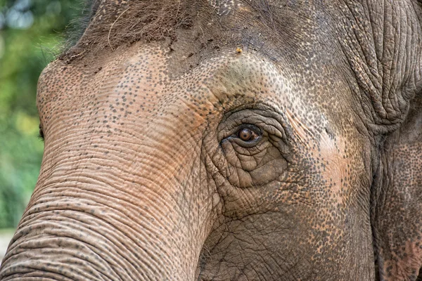 Ojo de elefante —  Fotos de Stock