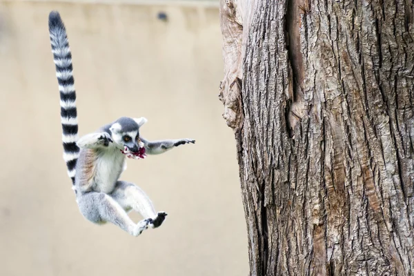 Sana bakmak ederken lemur maymun — Stok fotoğraf