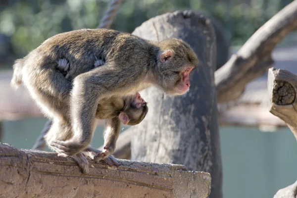 Japanilainen macaque apina muotokuva — kuvapankkivalokuva