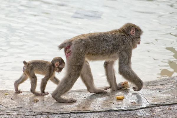 Japanese macaque monkey portrait — Stock Photo, Image