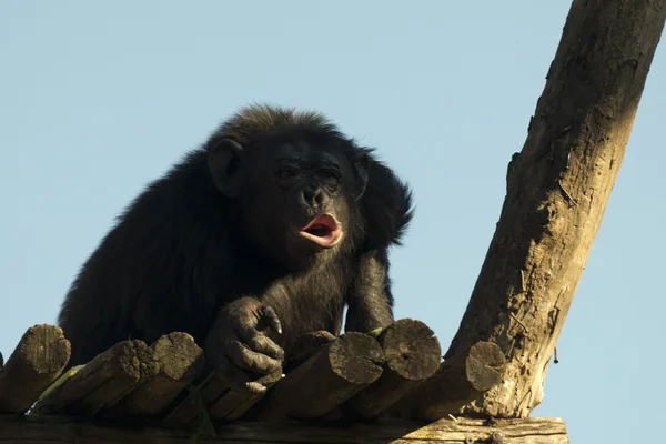 Macaco chimpanzé-macaco enquanto boceja — Fotografia de Stock
