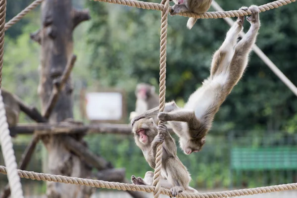 Japonais macaque singe portrait — Photo