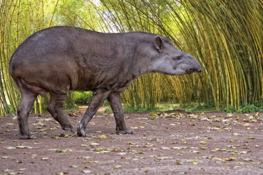 Tapir portrait while looking at you clipart