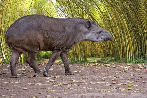 Tapir-Porträt beim Betrachten — Stockfoto