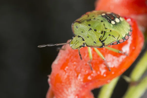 Inseto beatle verde — Fotografia de Stock