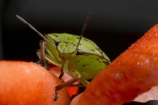 Зелёное насекомое — стоковое фото