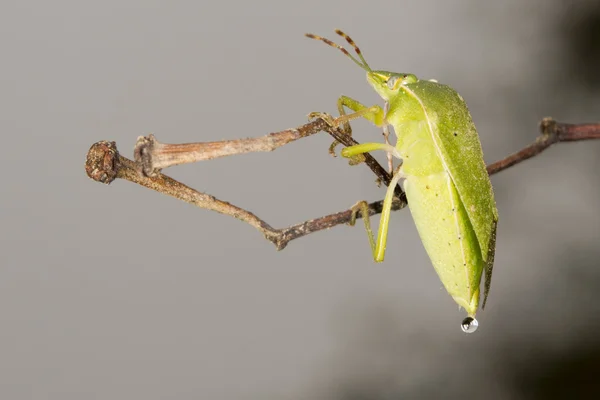 Green beatle insect macro close up detail — Stock Photo, Image