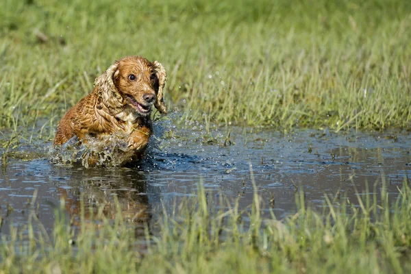 Happy Dog English cocker spaniel while running to you — Stock Photo, Image