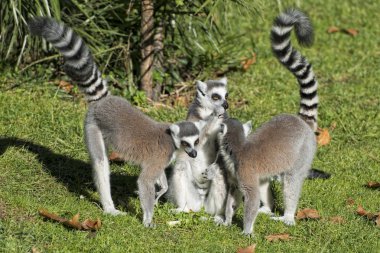 silah güneşe yayılması sırasında lemur maymun