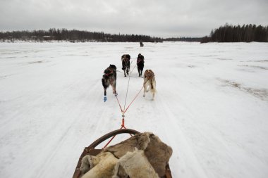 kış döneminde lapland kızak köpeğiyle kızak