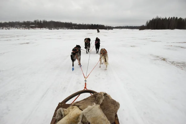 Sledding with sled dog in lapland in winter time — Stock Photo, Image