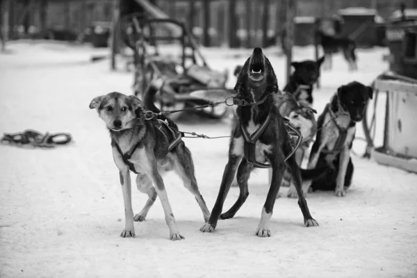 Rodeln mit Schlittenhund in Lappland im Winter — Stockfoto