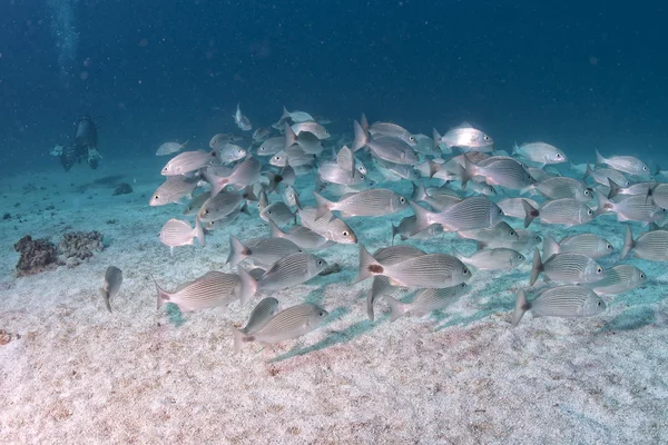 Plongeur entrant dans une boule d'appât de sardines géante sous l'eau — Photo