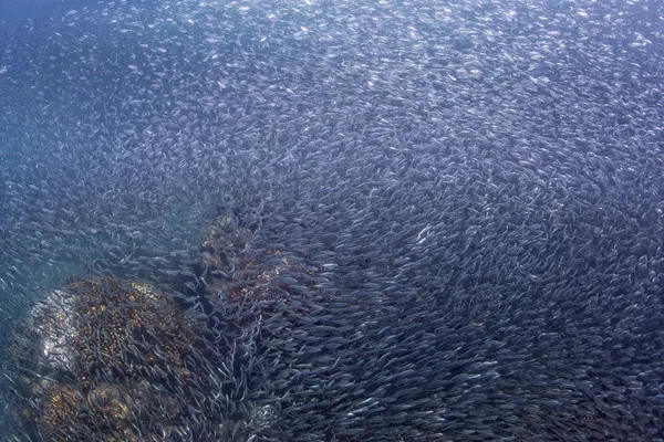 À l'intérieur d'une boule d'appât de sardines géante sous l'eau — Photo