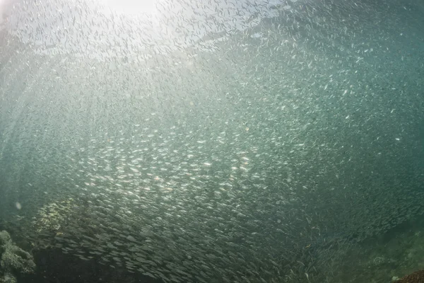 Dentro de una bola gigante de cebo sardinas bajo el agua —  Fotos de Stock