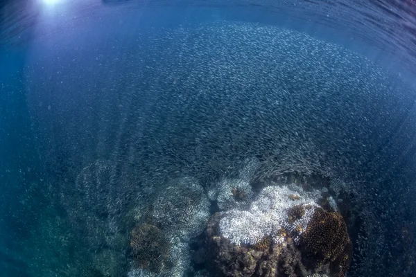 À l'intérieur d'une boule d'appât de sardines géante sous l'eau — Photo