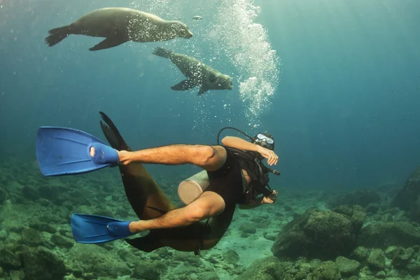 Fotograf Taucher nähert sich Seelöwenfamilie unter Wasser — Stockfoto