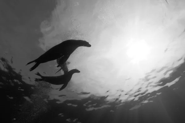 Szczeniak morze lion pod wodą w czerni i bieli — Zdjęcie stockowe
