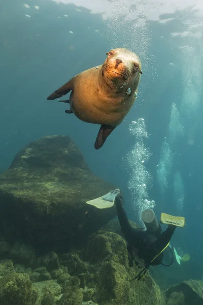 Photographer Diver approaching sea lion family underwater — Stock Photo, Image