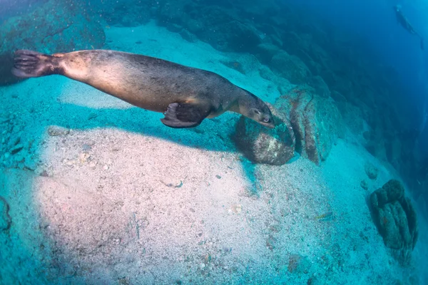 Щенок морской лев под водой смотрит на тебя — стоковое фото