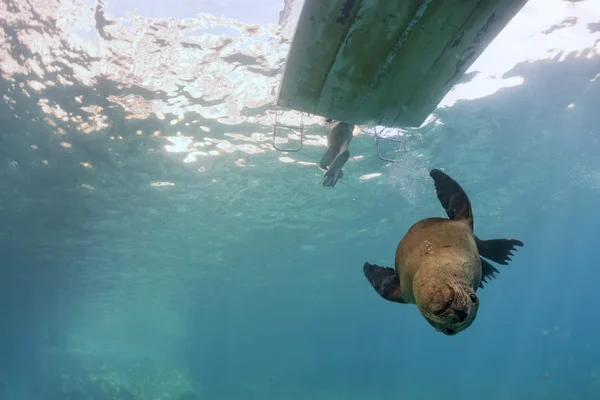 Cucciolo leone marino sott'acqua che ti guarda — Foto Stock