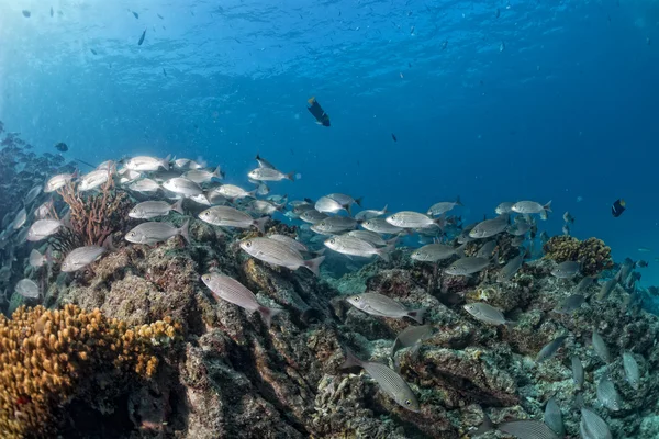 Inuti sardiner en jätte bete bollen under vattnet — Stockfoto