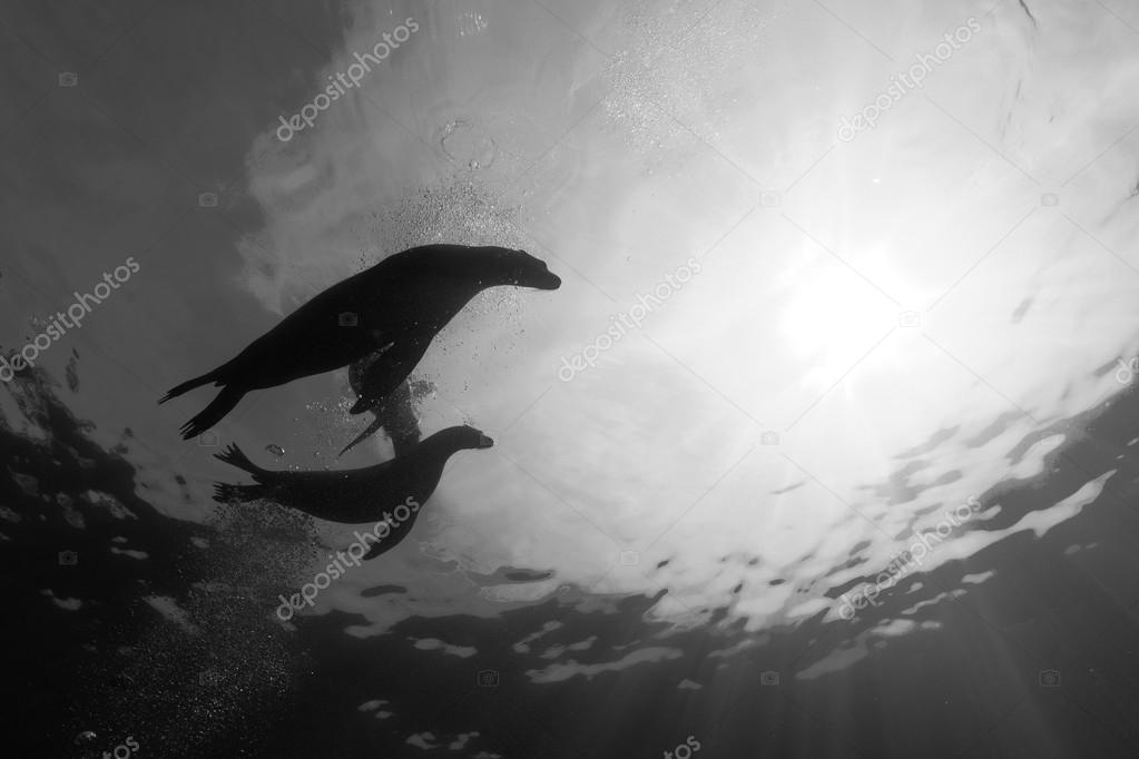 Puppy sea lion underwater in black and white
