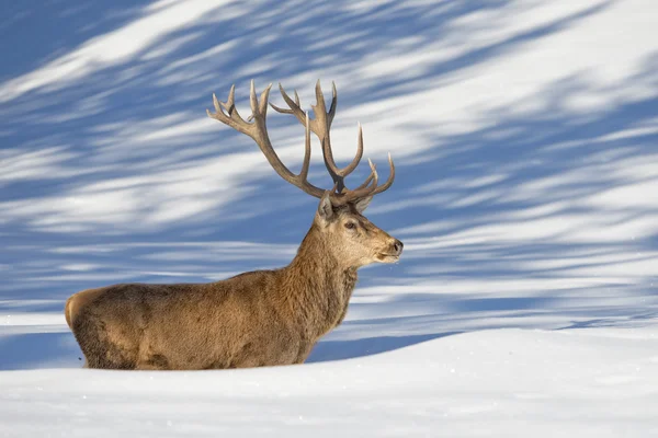 Ciervo en el fondo de nieve —  Fotos de Stock