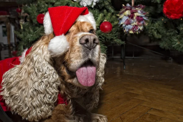 Santa giyimli bir köpek yavrusu köpek Noel Noel — Stok fotoğraf