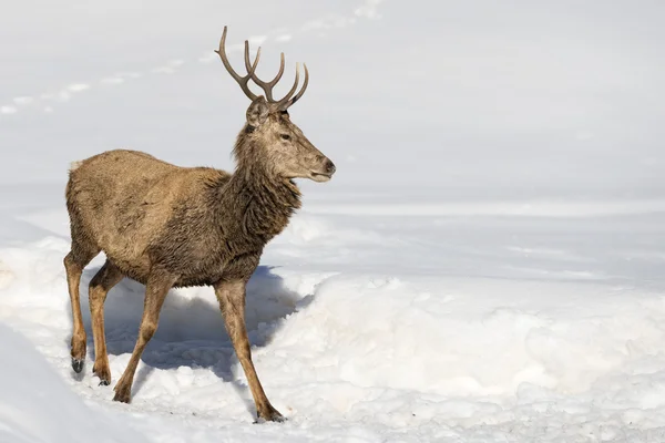 Deer on the snow background — Stock Photo, Image