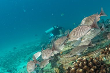 Bir dev sardalye yemi topu su altında giren dalgıç