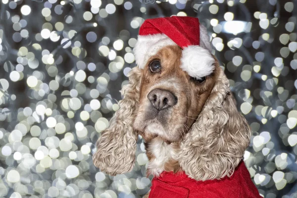 Weihnachtsmann gekleidet Welpen Hund Weihnachten — Stockfoto