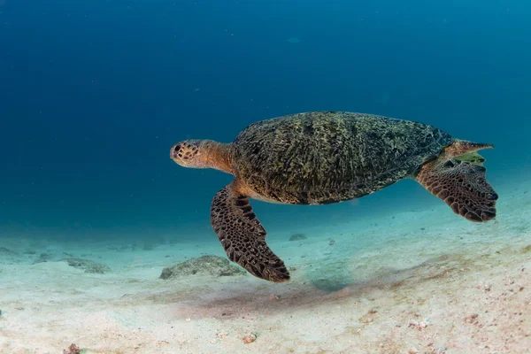 Schildpad komt naar u onderwater — Stockfoto