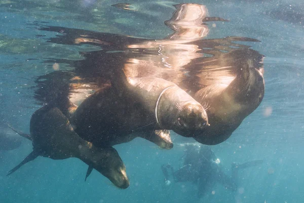 Lachtani Seals poblíž povrchu oceánu — Stock fotografie