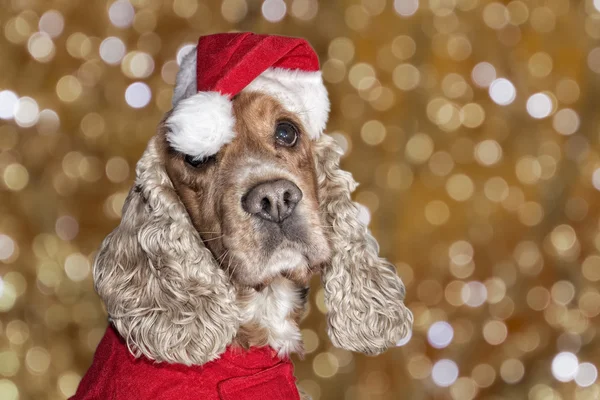 Santa gekleed puppy dog christmas xmas — Stockfoto