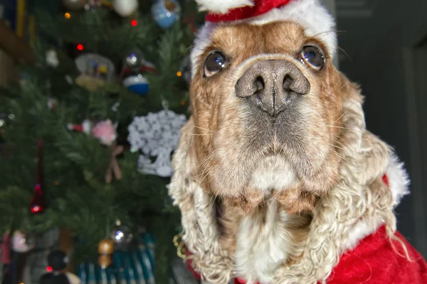 Santa dressed puppy dog christmas xmas — Stock Photo, Image