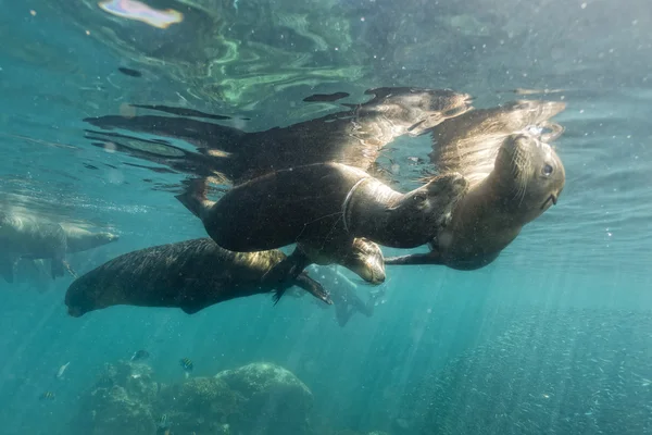 바다 표면 근처 바다 사자 물개 — 스톡 사진