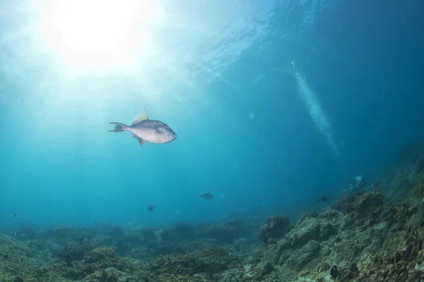 色鮮やかなサンゴ礁の水中でのダイビング — ストック写真