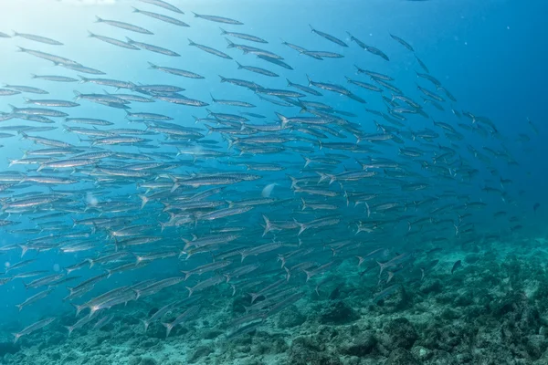 Barracuda scuola di pesce esca palla — Foto Stock