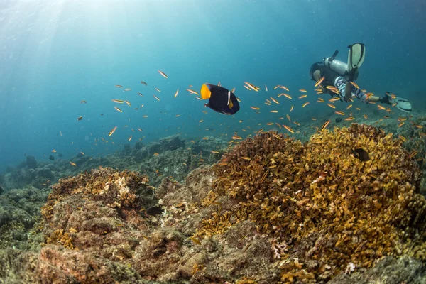 色鮮やかなサンゴ礁の水中でのダイビング — ストック写真