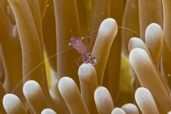 Garnelen in Anemonen auf cebu, philippinen — Stockfoto