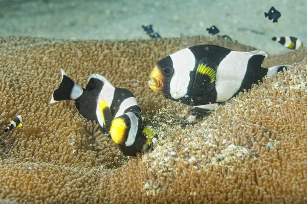 カクレクマノミ クマノミから見ている間 — ストック写真