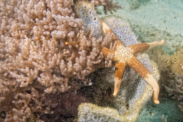 海星的礁多彩的水下地貌 — 图库照片