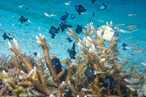 Clown fish while looking at you from anemone — Stock Photo, Image