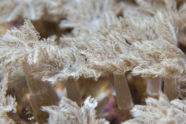 Endonezya'da dalış yaparken sert mercan makro detay